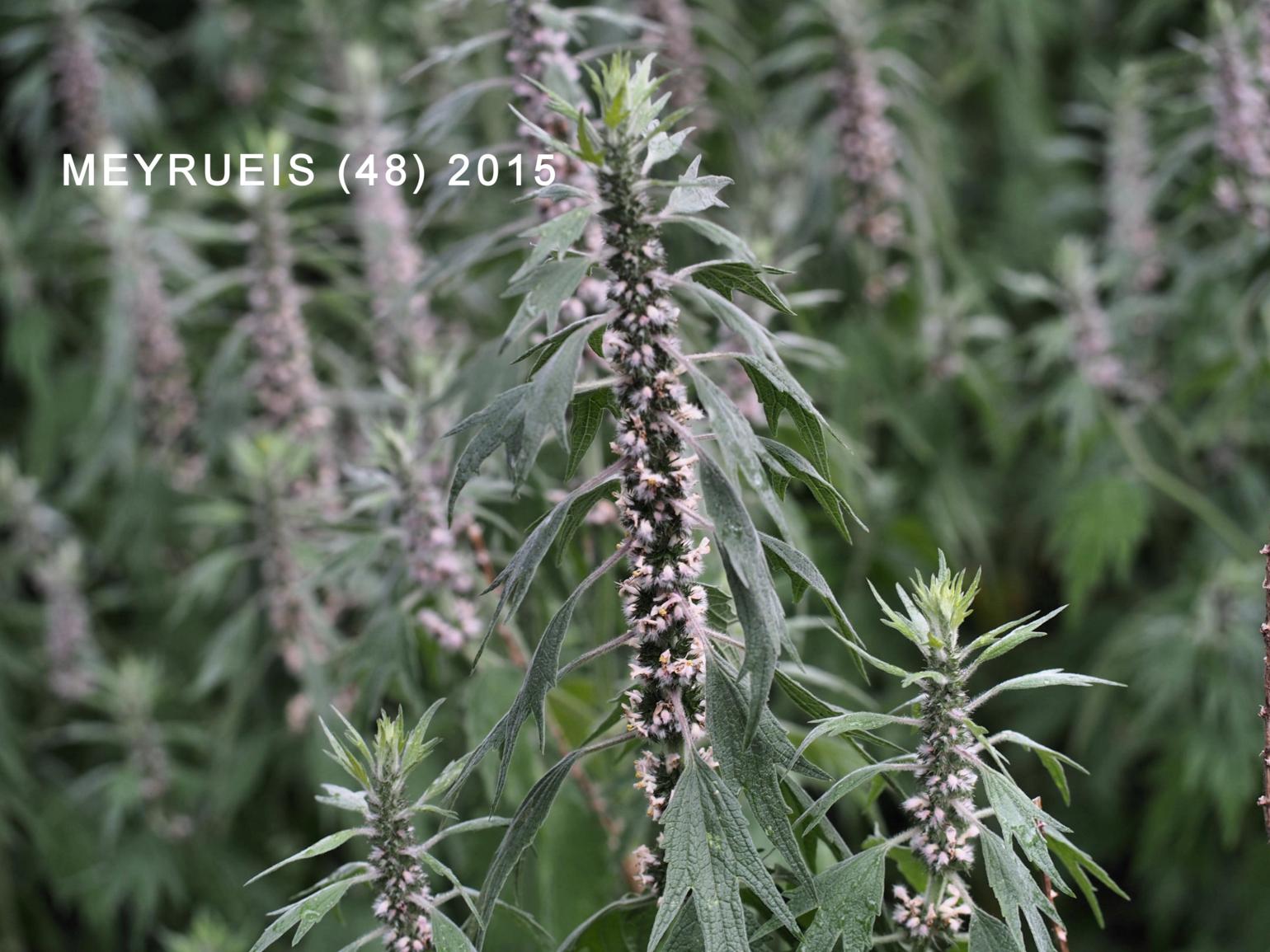 Motherwort